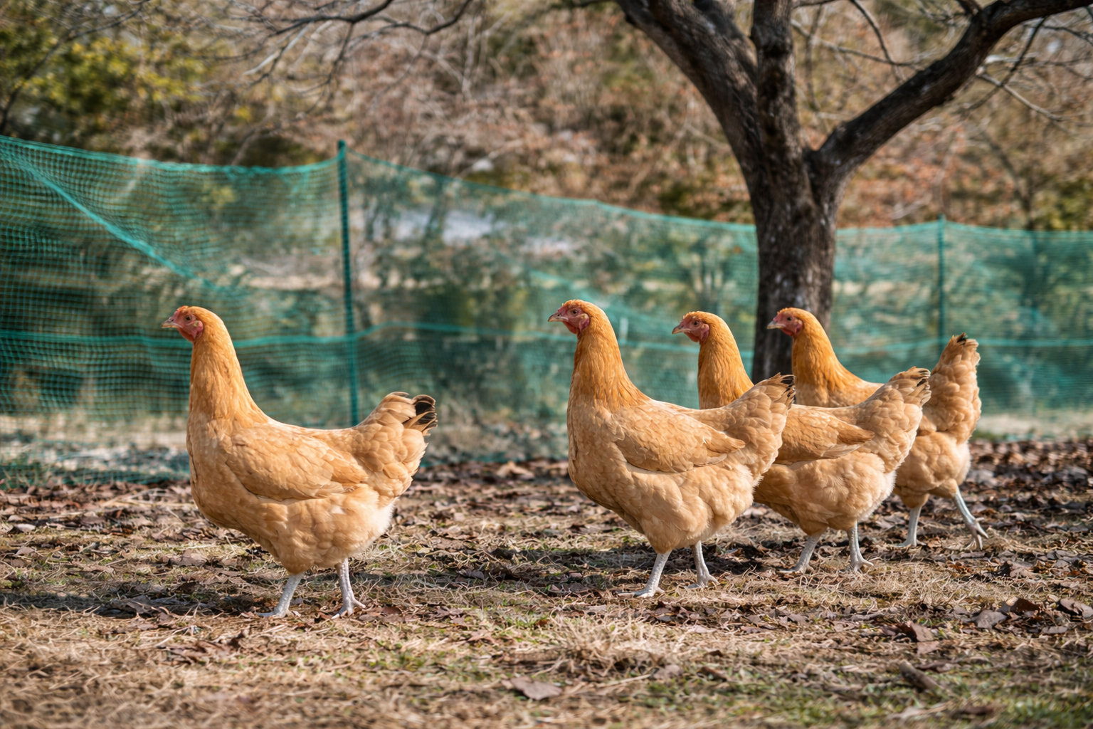 名古屋コーチン